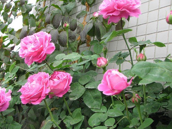 IMG_1858.JPG