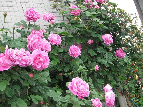 IMG_1902.JPG