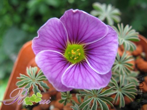 O'enneaphylla Rosea.jpg
