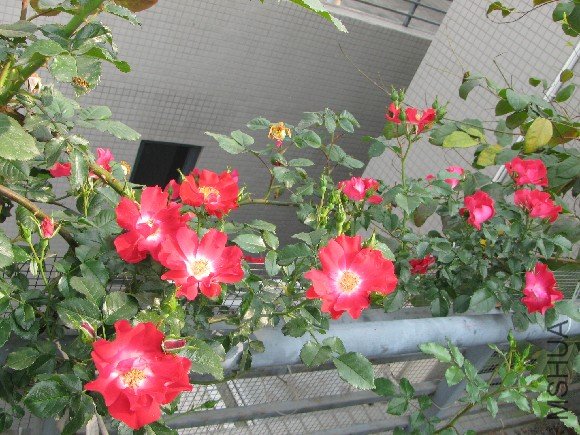 IMG_1825.JPG