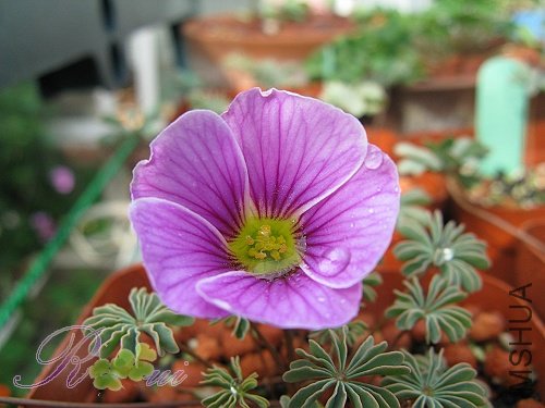 O'enneaphylla Rosea 4.jpg