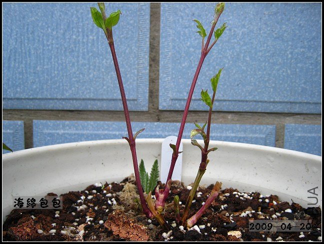 ����9�죬�����18cm��