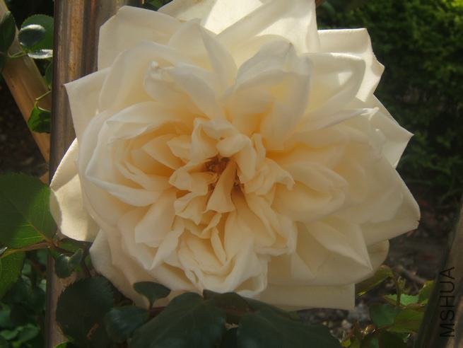 DSCF5313.JPG