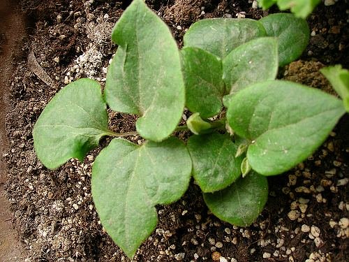 ���̲�ס���룬���ǲ��ǻ�����