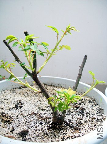 100_1073.jpg