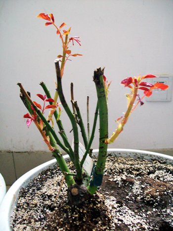 100_1074.jpg