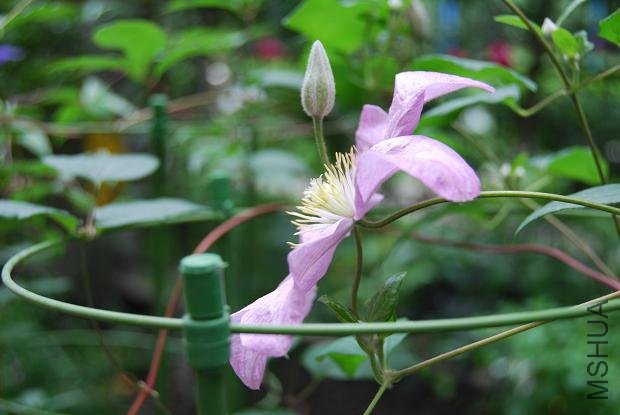 �໨���Ĳ�������