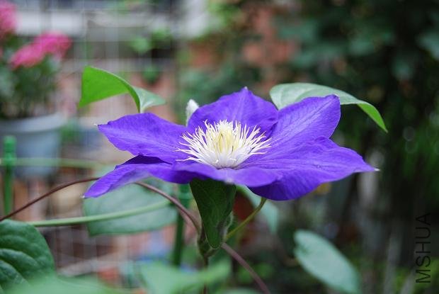 ɫ�ʼ���Ư������˹����Ů