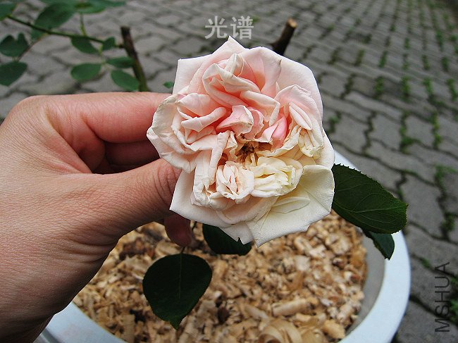 Gloire de Dijon ���ֵ���ҫ 27����Ƭ 276.jpg