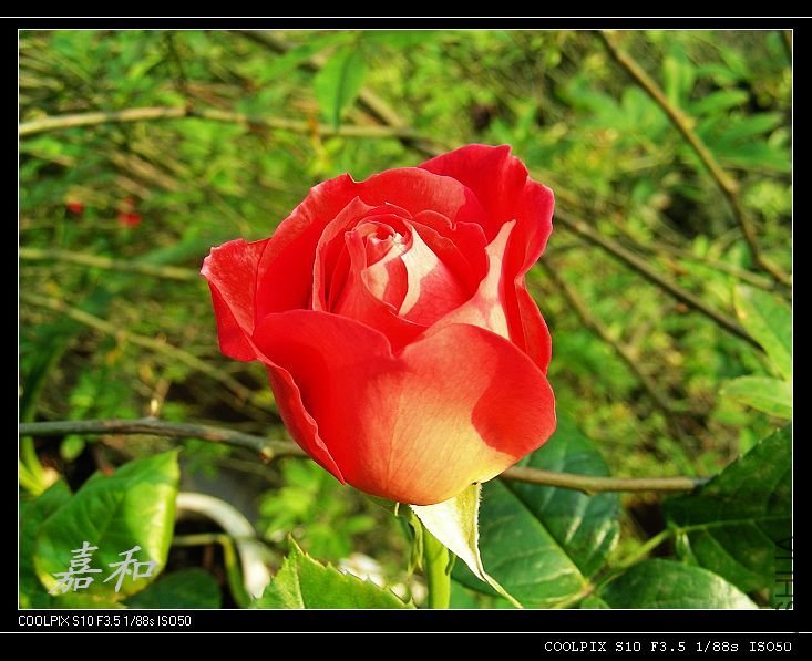 nEO_IMG_�ں�ƽ2.jpg