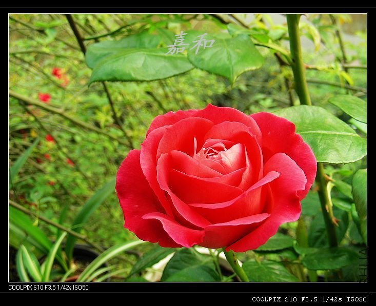 nEO_IMG_�ں�ƽ3.jpg