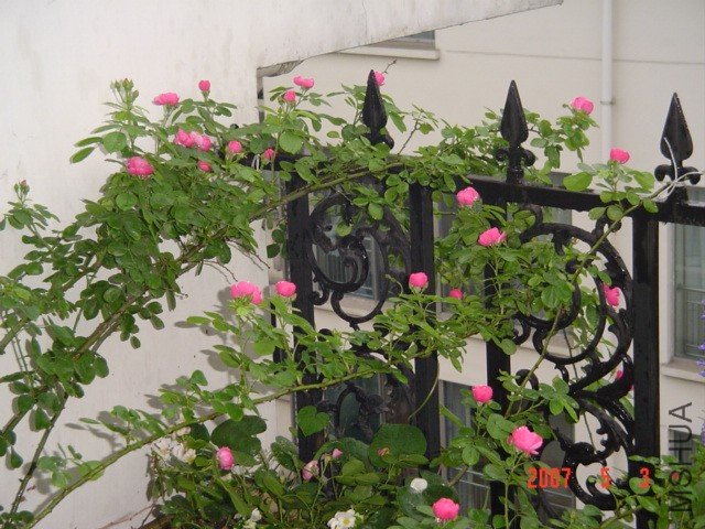 DSC07878.JPG