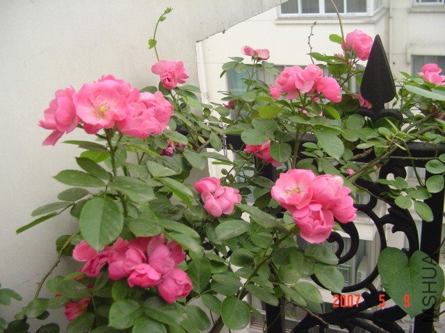 DSC07917.JPG