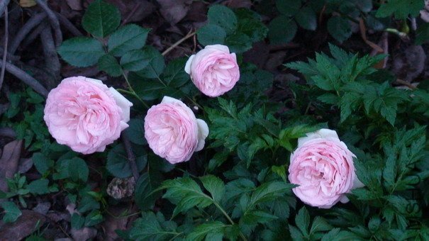 090419_043.jpg