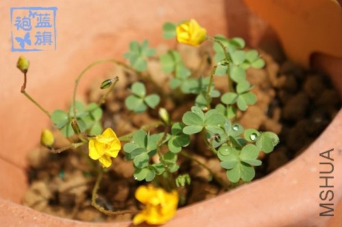 Oxalis lobata.jpg