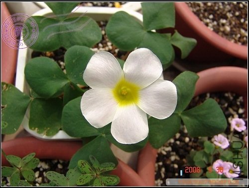 Oxalis purpurea White.jpg