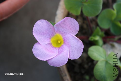 Oxalis purpurea Lavender.jpg