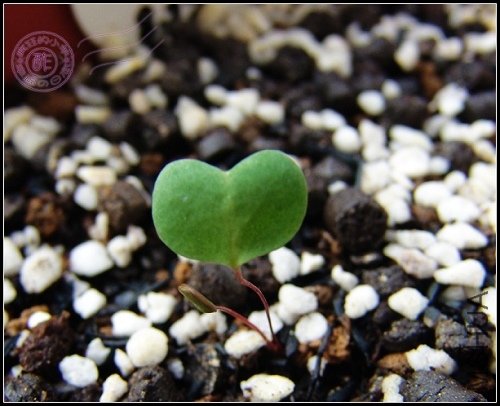 Oxalis simplex.jpg