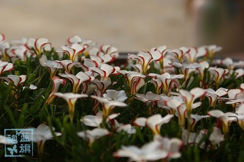 Oxalis versicolor.jpg