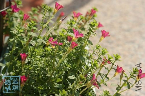 Oxalis hirta.jpg