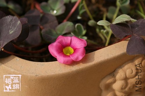 Oxalis purpurea Garnet.jpg