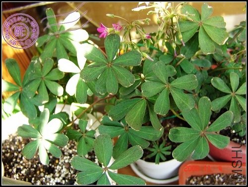 Oxalis lasiandra.jpg