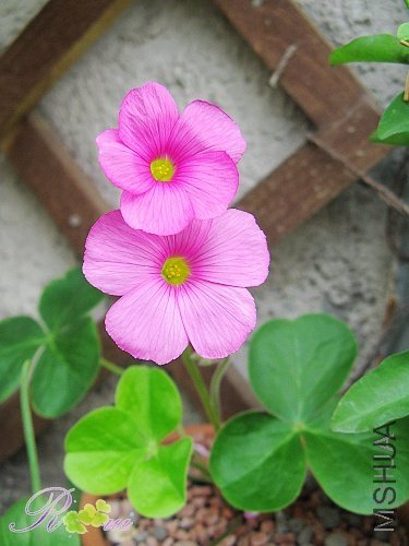 Oxalis bowiei.jpg