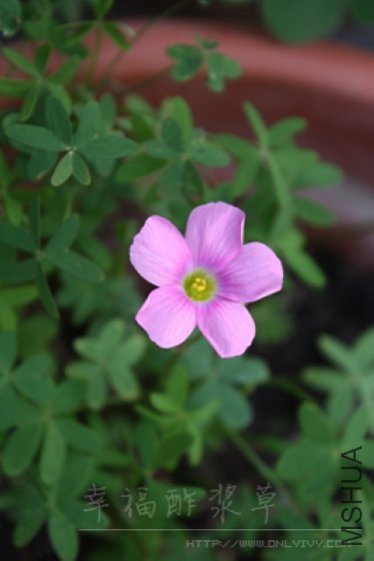 Oxalis stellata.jpg