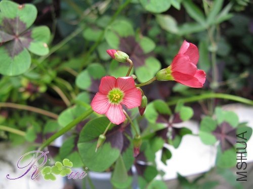 Oxalis deppei 'Iron Cross'.jpg