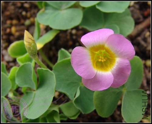 Oxalis depressa(inops).jpg