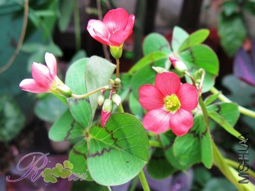 Oxalis deppei 'Mexico BotKA G4'.jpg