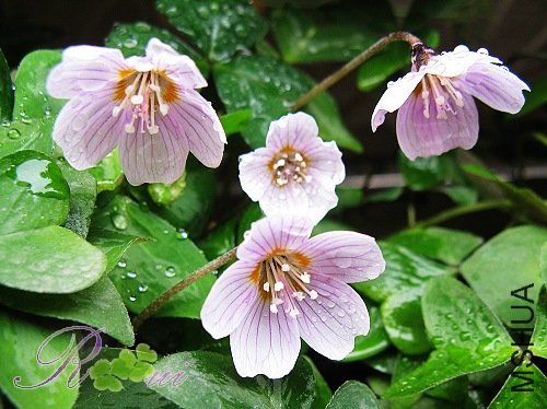 Oxalis acetosella Linn..jpg