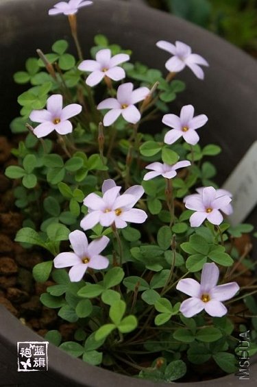 Oxalis nidulans.jpg