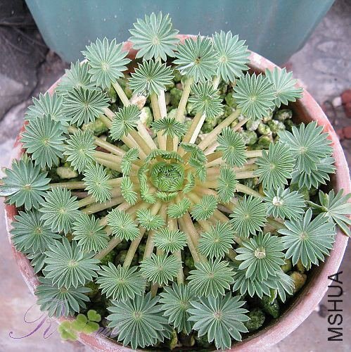 Oxalis palmifrons.jpg