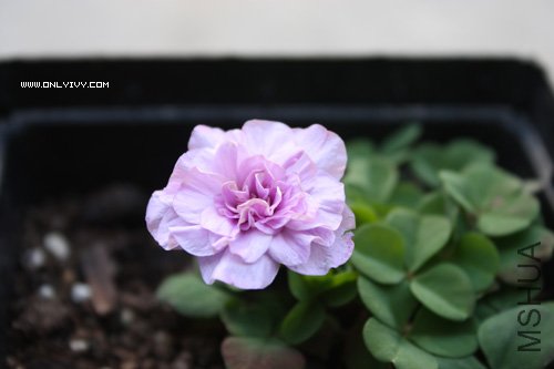Oxalis pompom.jpg