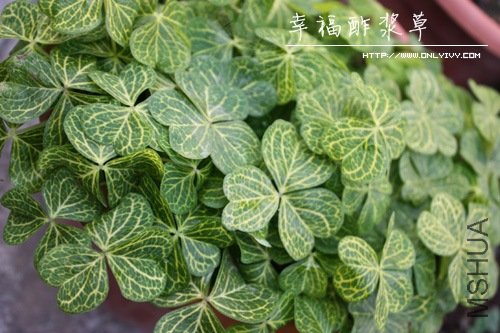 Oxalis corymbosa 'Aureoreticulata'.jpg
