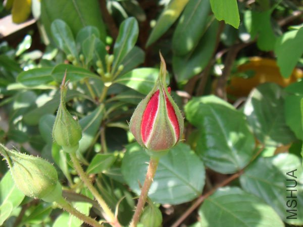 ������ص���ɫ��ô��ô��