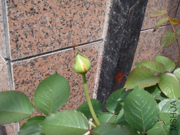 ż��ΰ���