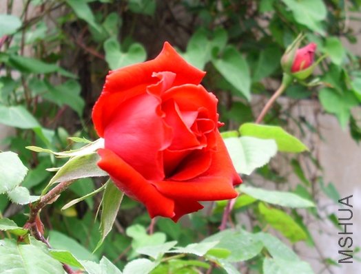IMG_1267.JPG