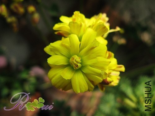 Oxalis cocona.jpg