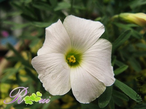 Oxalis bifurcata 13.jpg