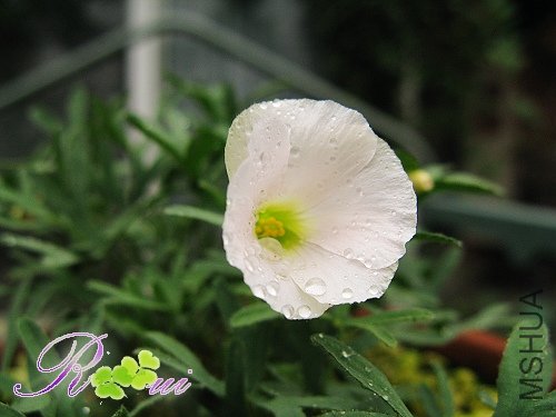Oxalis bifurcata 11.jpg