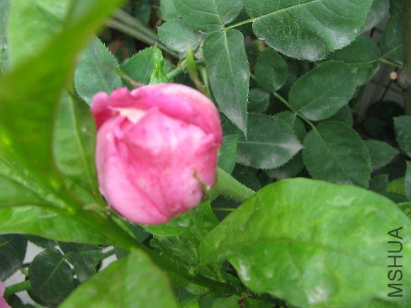 IMG_2051.JPG