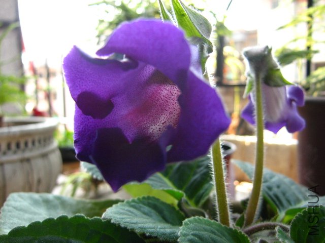 IMG_6821.JPG