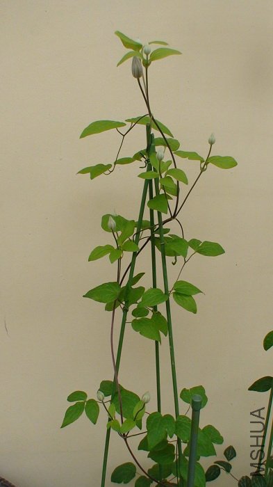 ���������ֿ쿪����! ��9������, ��������ɫ!