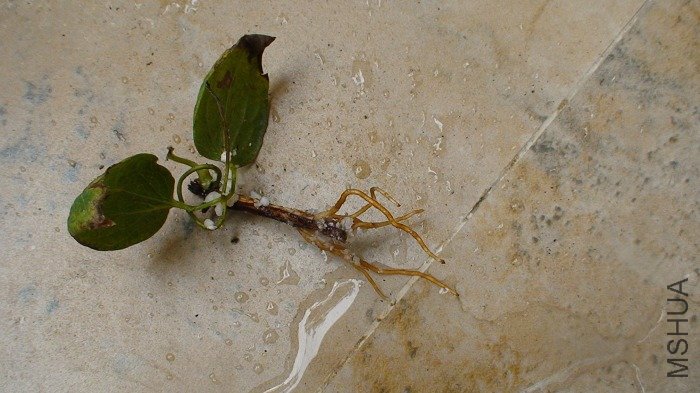 ���ڳ���������.