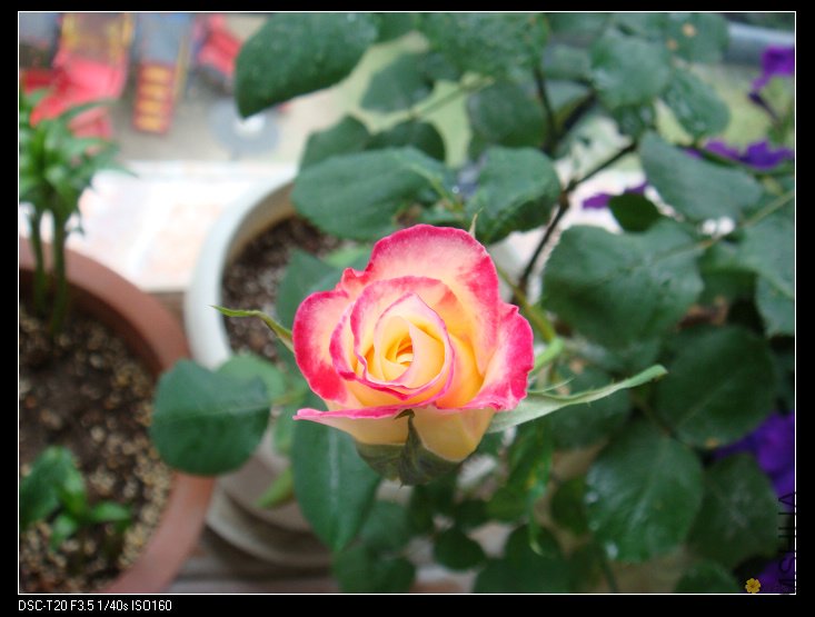 nEO_IMG_DSC02132.jpg