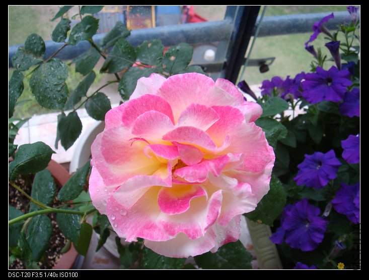 nEO_IMG_DSC02129.jpg