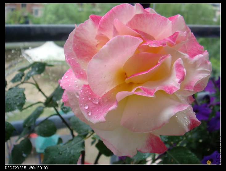 nEO_IMG_DSC02131.jpg
