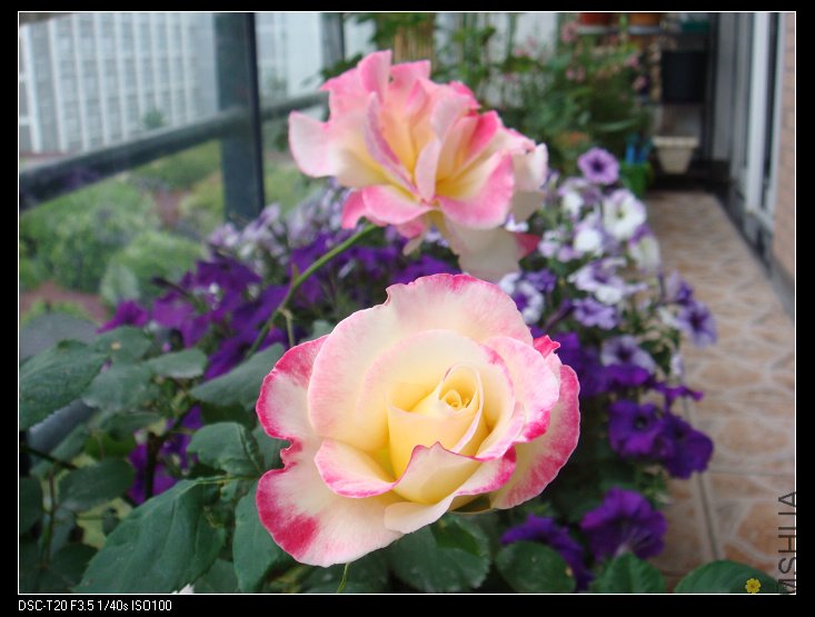 nEO_IMG_DSC02148.jpg